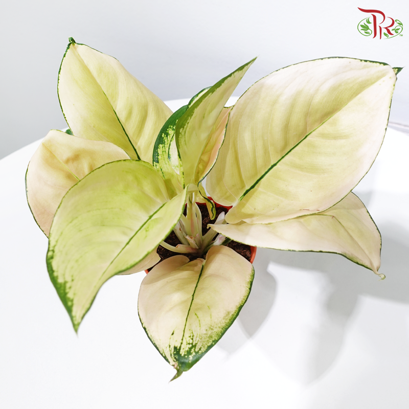 Aglaonema Light of Heaven P105《粗肋草》