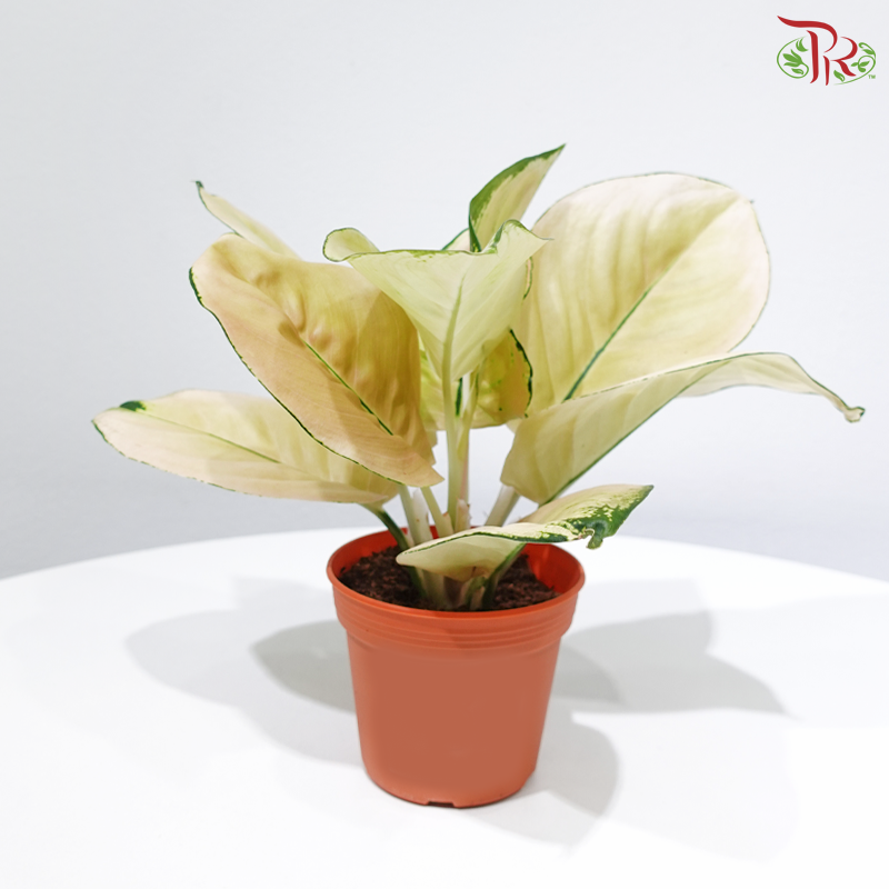 Aglaonema Light of Heaven P105《粗肋草》