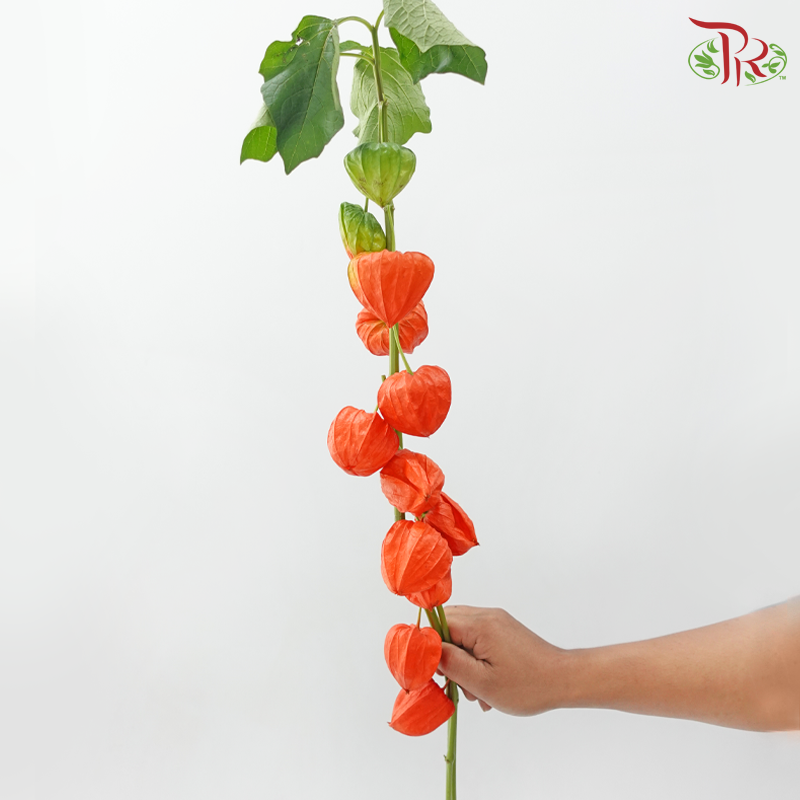 Alkekengi Officinarum