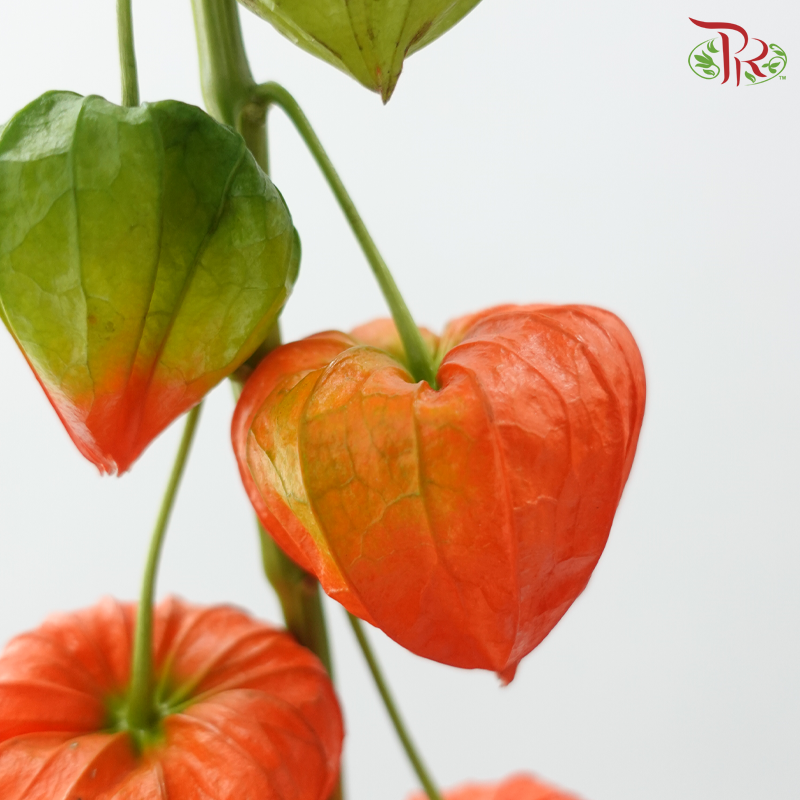 Alkekengi Officinarum