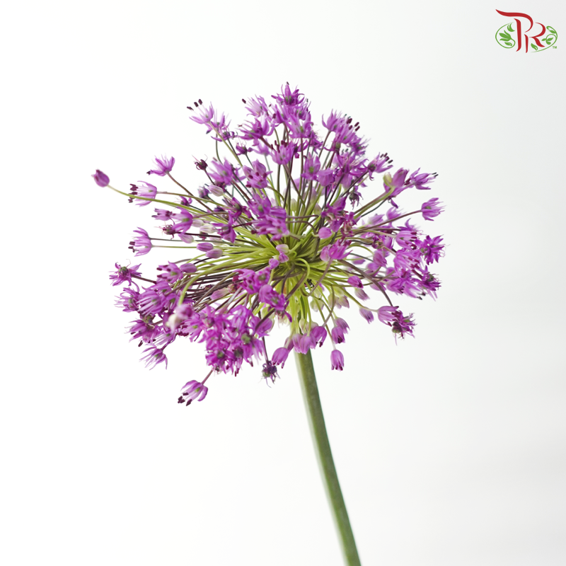 Allium《大花葱》