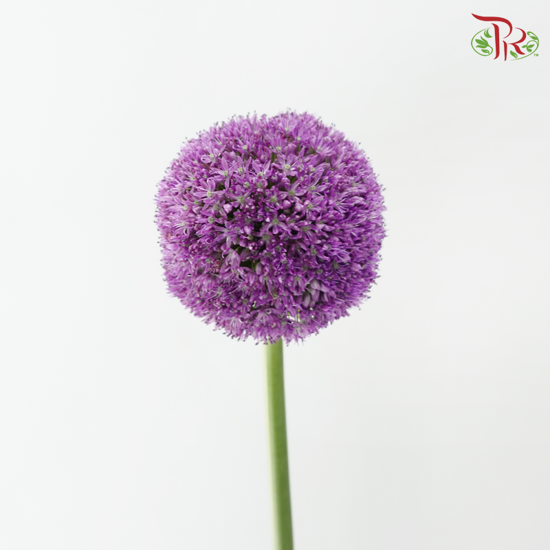 Allium Giganteum
