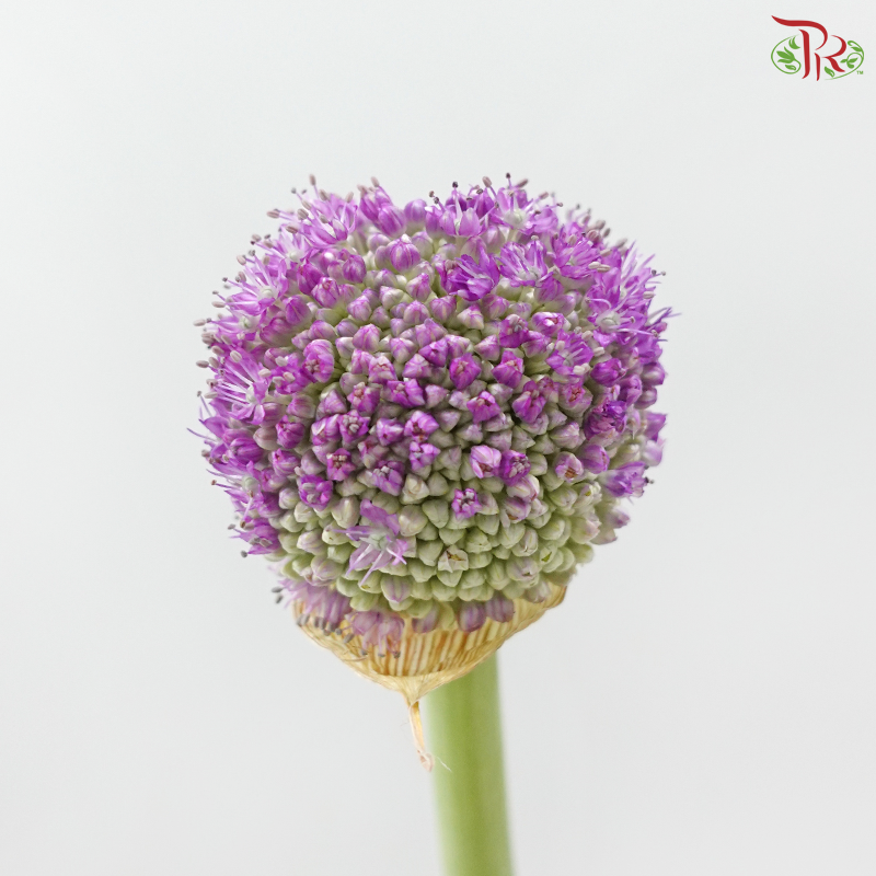 Allium《大花葱》