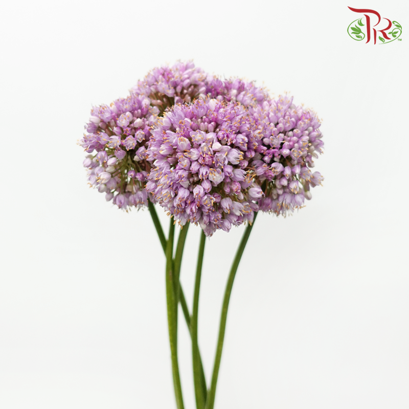 Allium《大花葱》