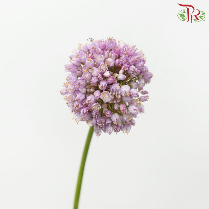 Allium《大花葱》