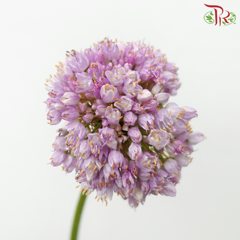 Allium《大花葱》