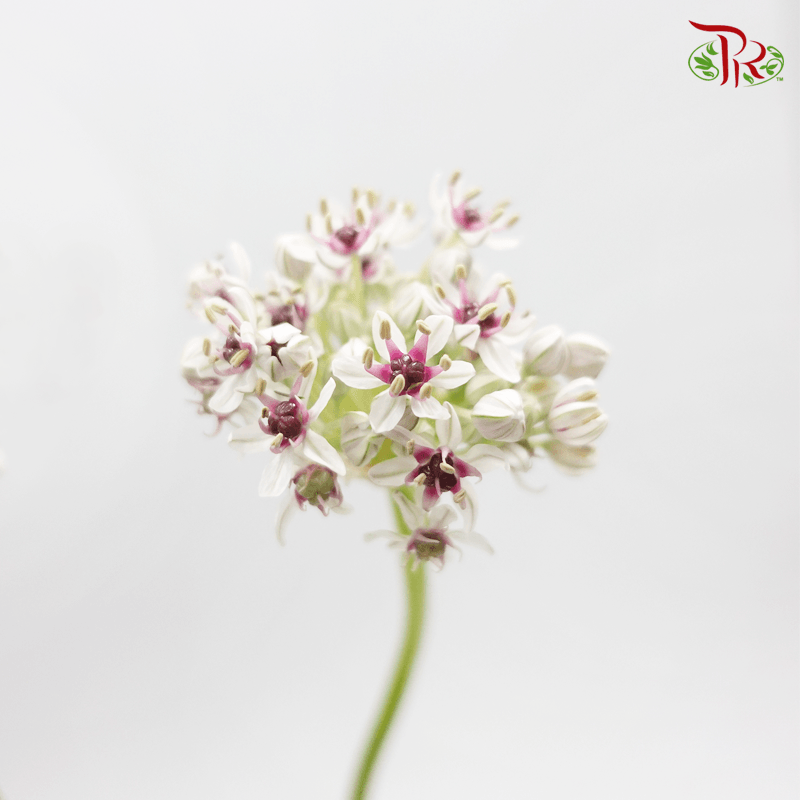 Allium Silverspring (5 Stems) - Pudu Ria Florist