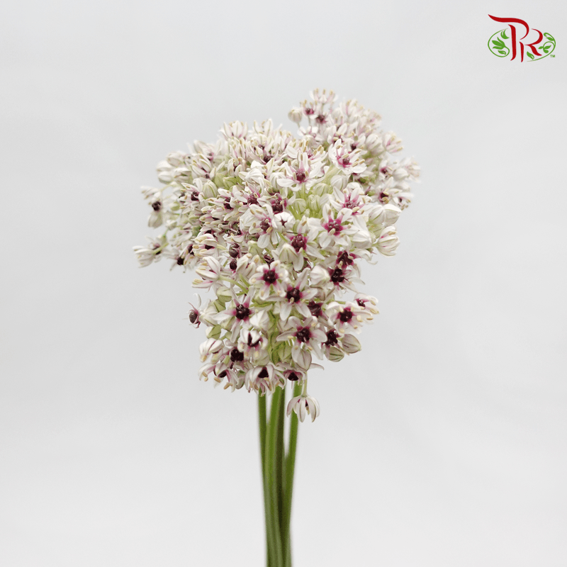 Allium Silverspring (5 Stems) - Pudu Ria Florist
