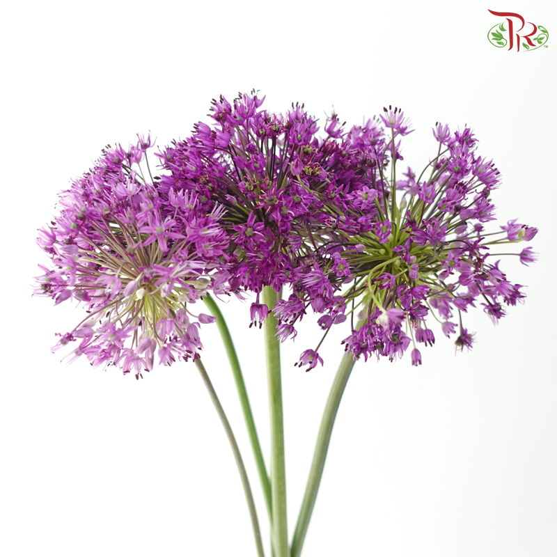 Allium《大花葱》