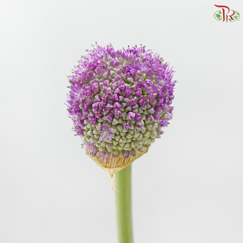Allium《大花葱》