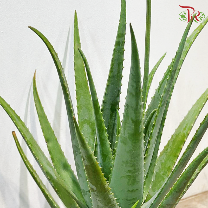 Aloe Vera P260《芦荟》