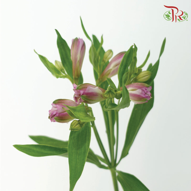 Alstroemeria