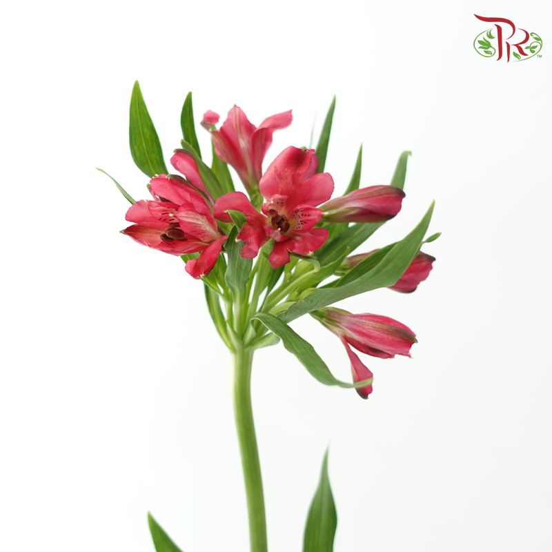 Alstroemeria