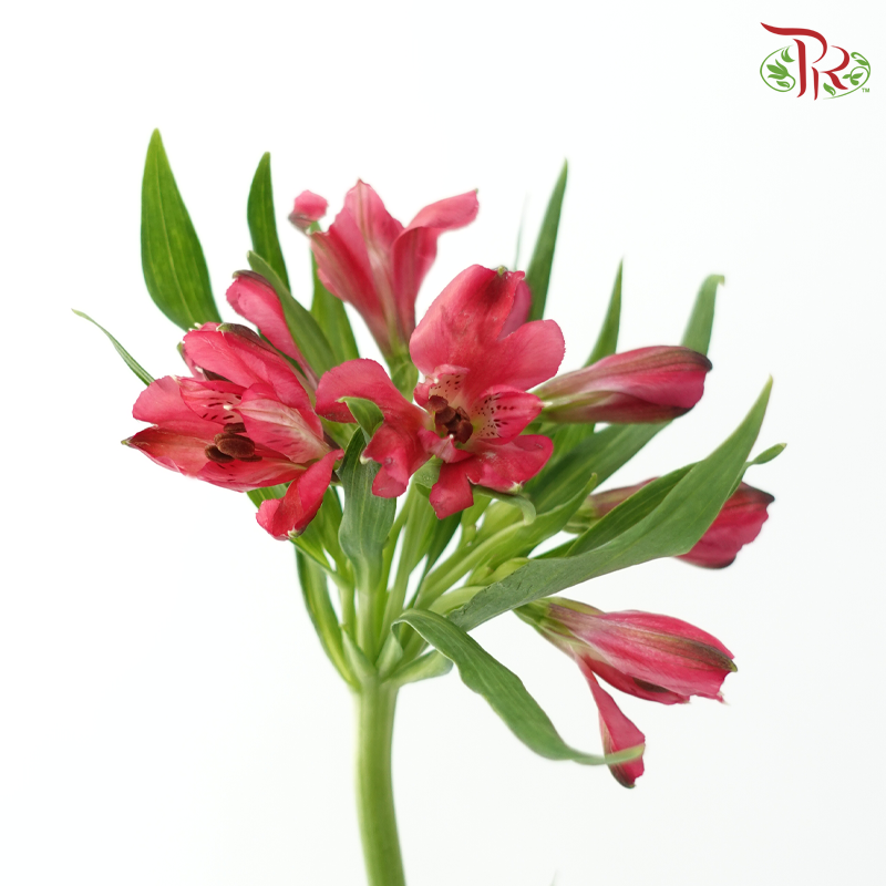 Alstroemeria