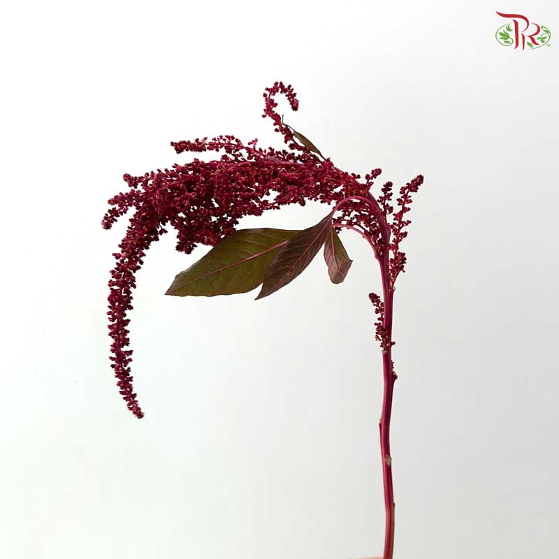 Amaranthus