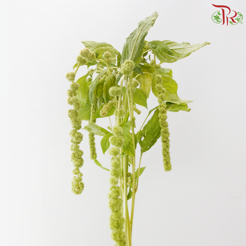 Amaranthus Hanging Red Cord