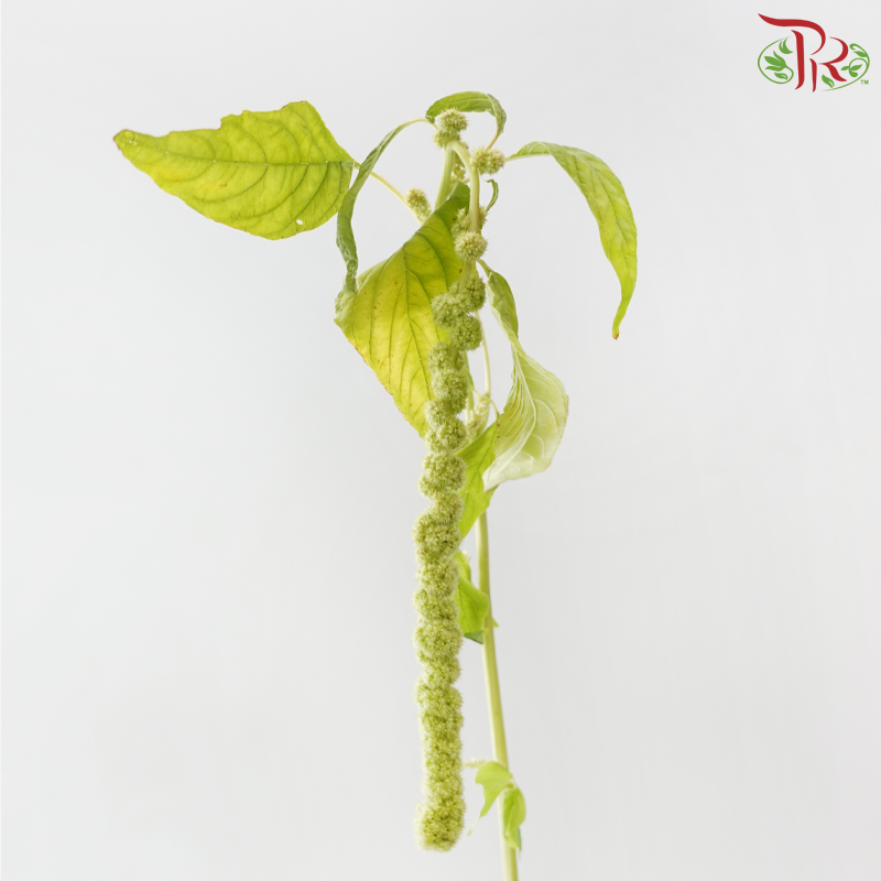 Amaranthus Hanging Red Cord