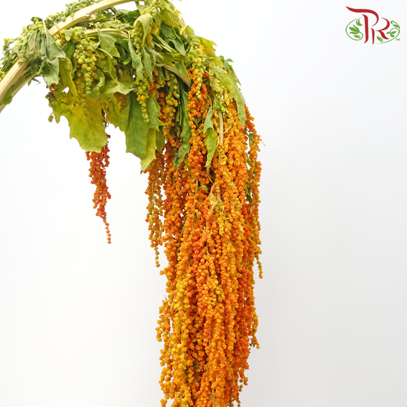 Amaranthus Hanging 《尾穗苋》