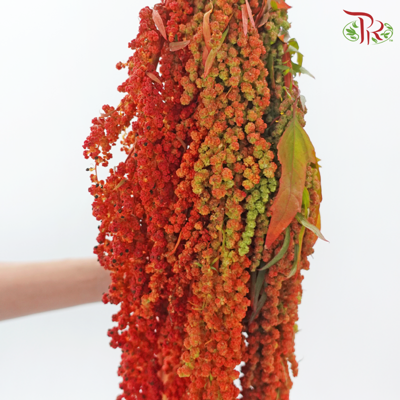 Amaranthus Hanging 《尾穗苋》
