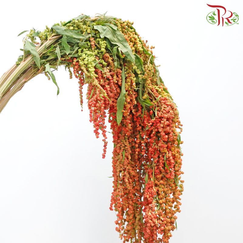 Amaranthus Hanging 《尾穗苋》