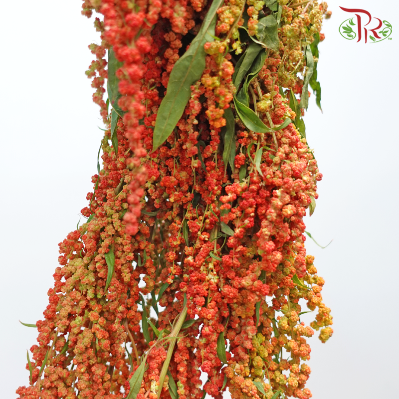 Amaranthus Hanging 《尾穗苋》
