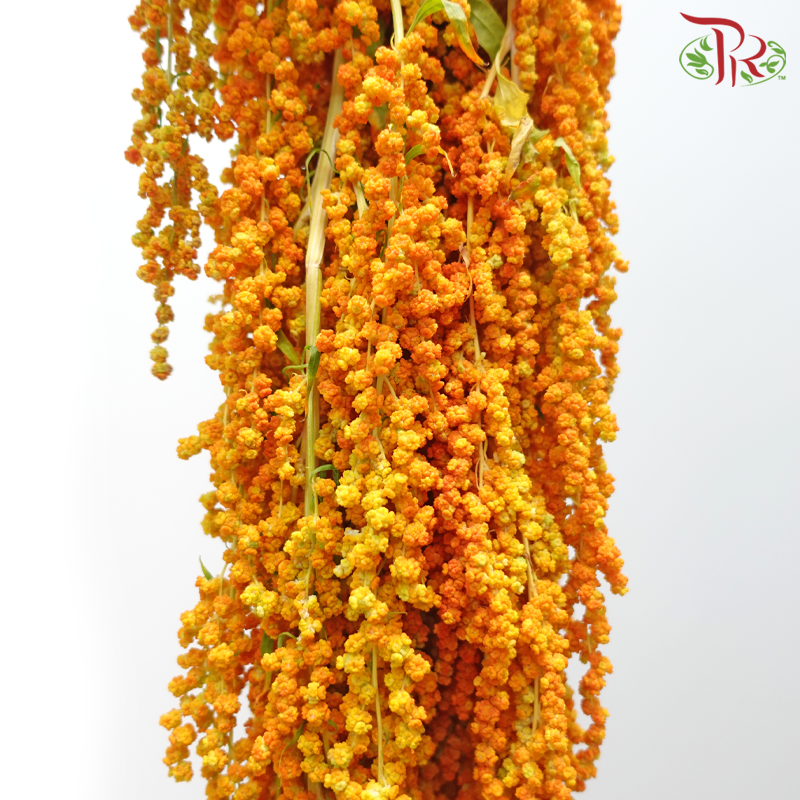 Amaranthus Hanging 《尾穗苋》