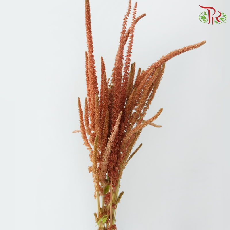 Amaranthus - Straight 《尾穗苋》