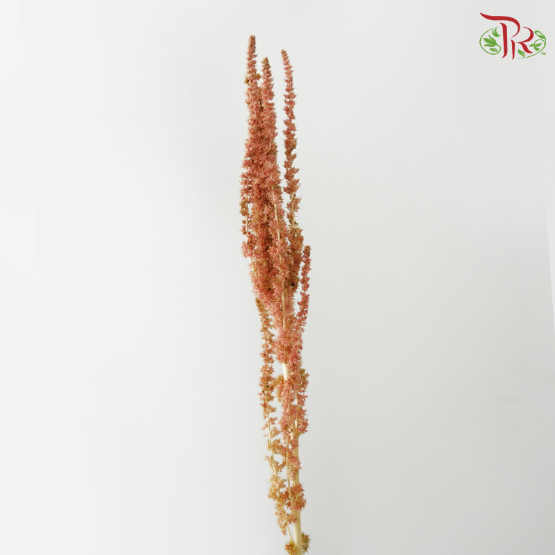 Amaranthus - Straight 《尾穗苋》