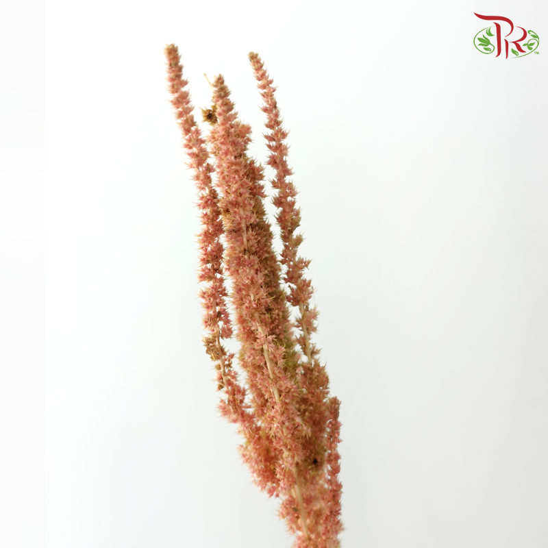 Amaranthus - Straight 《尾穗苋》