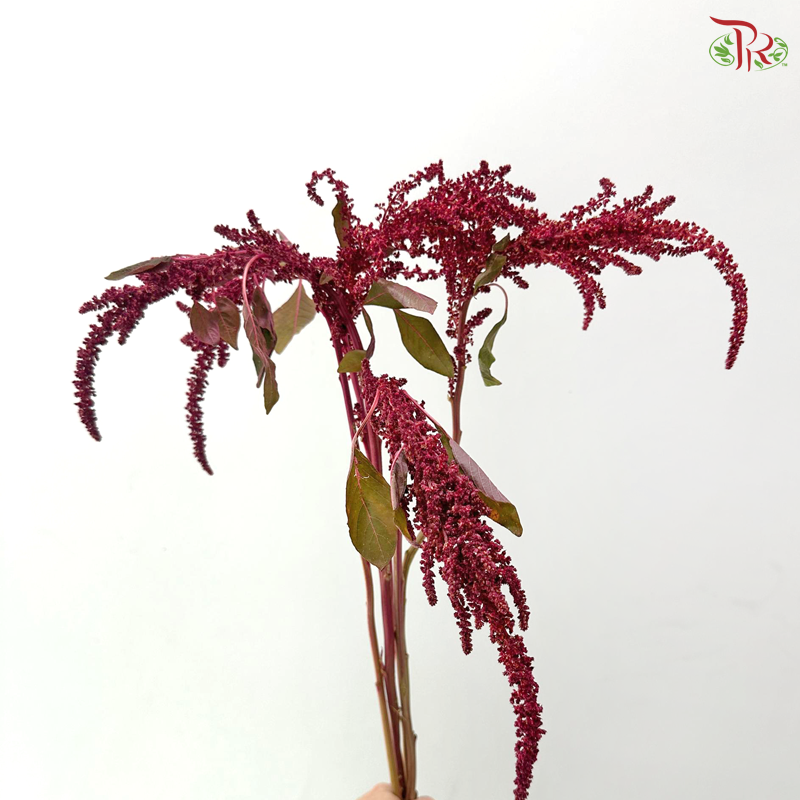 Amaranthus