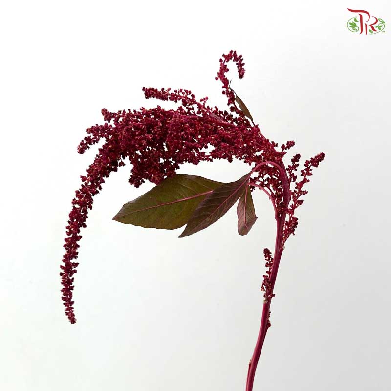 Amaranthus