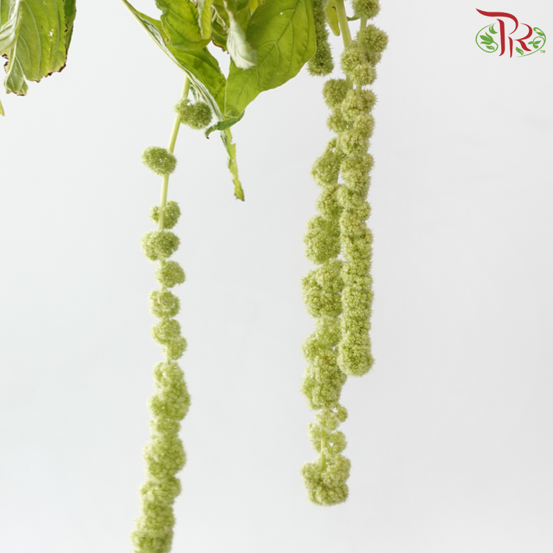 Amaranthus Hanging Red Cord