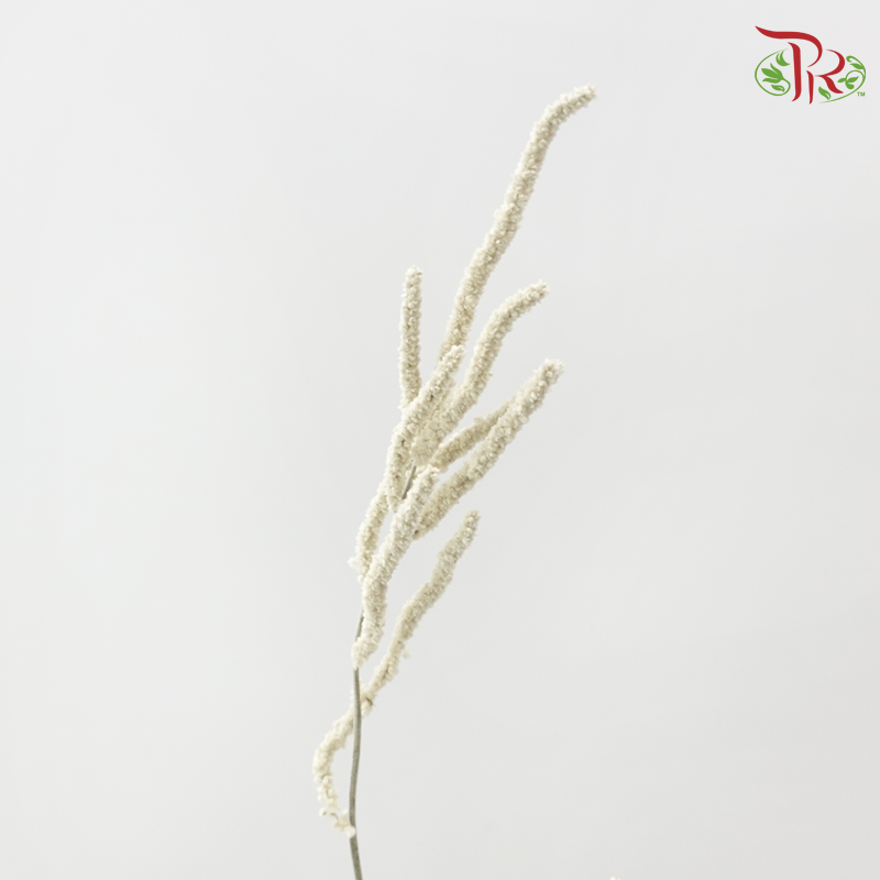 Amaranthus Yearming Desert White