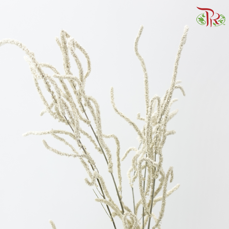 Amaranthus Yearming Desert White