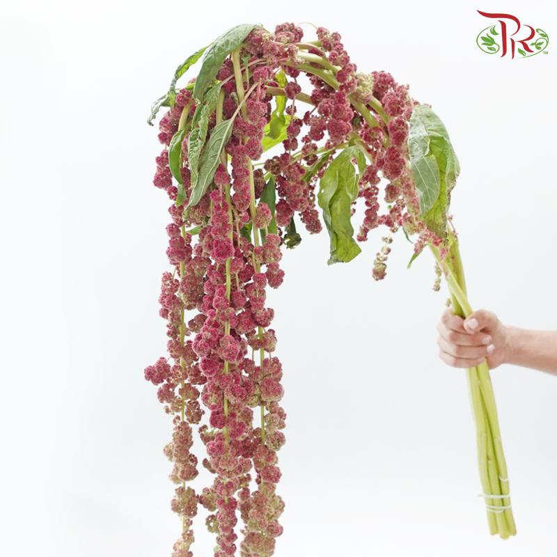 Amaranthus Hanging 《尾穗苋》