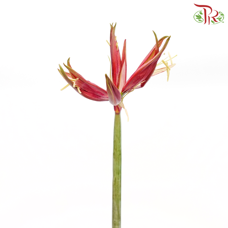 Amaryllis Tango - Red (Per Stem) - Pudu Ria Florist