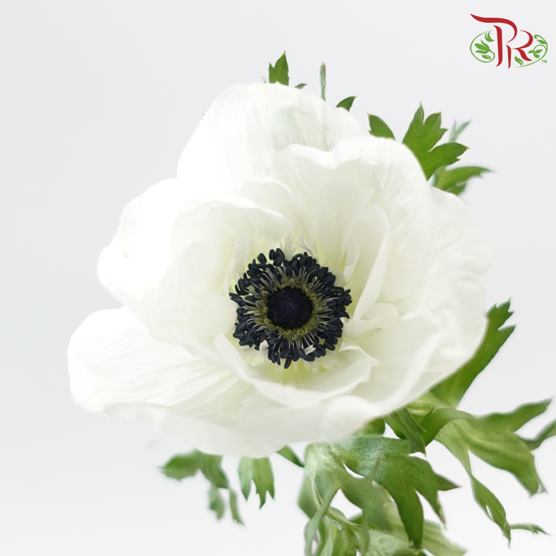 Anemone