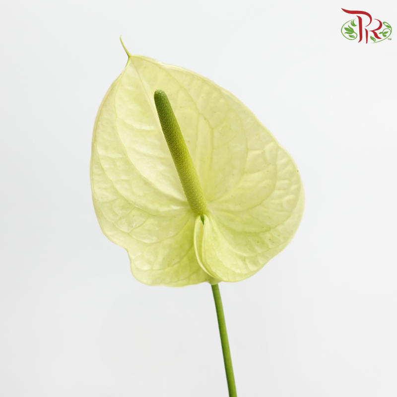 Anthurium