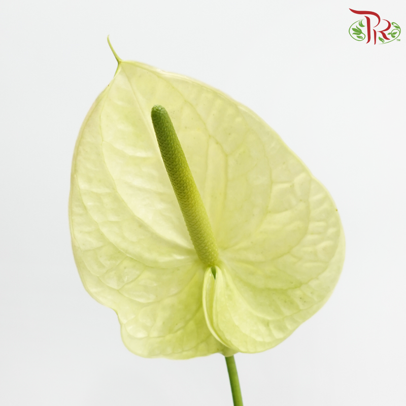 Anthurium