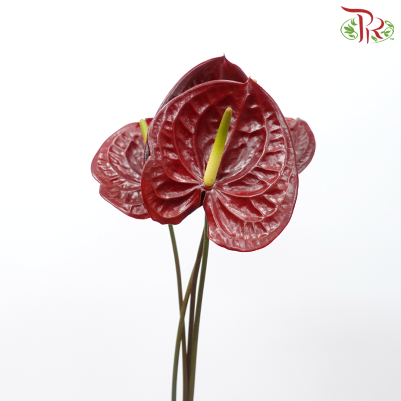 Anthurium