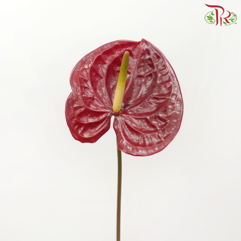 Anthurium
