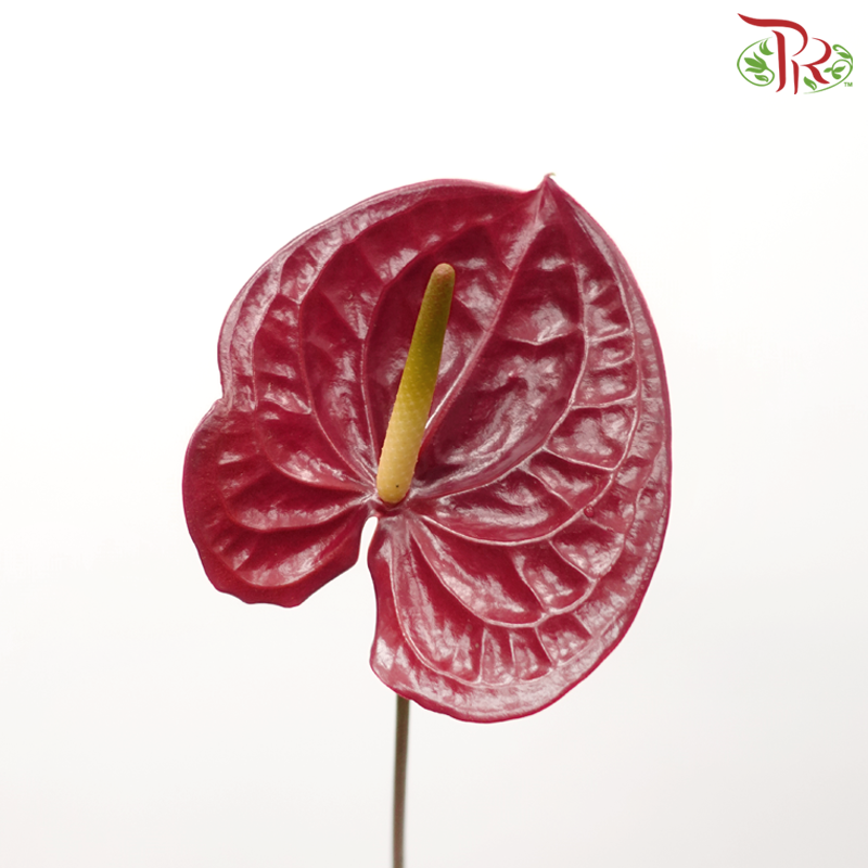 Anthurium