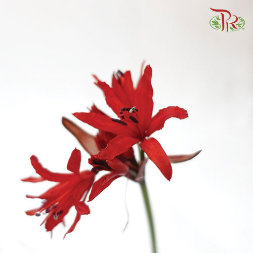 Nerine - Red (5 Stems) - Pudu Ria Florist