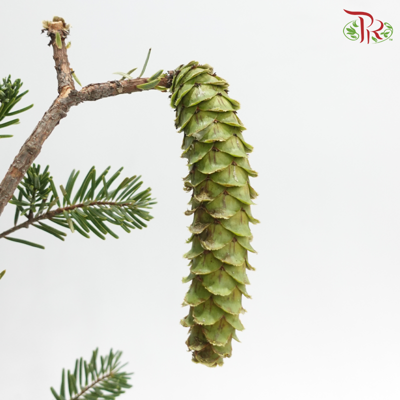 Arhat Pine Fruit