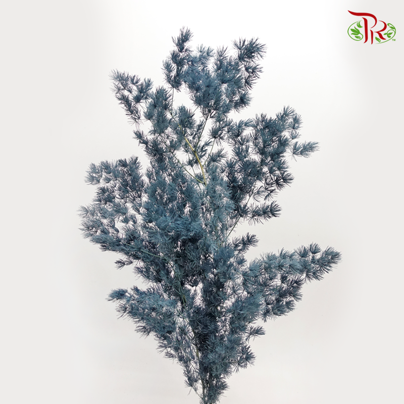 Preserved Asparagus Leaf - Grey (Per Bunch) - Pudu Ria Florist