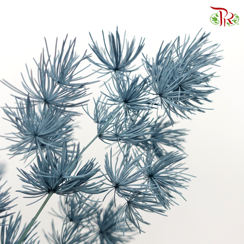 Preserved Asparagus Leaf - Grey (Per Bunch) - Pudu Ria Florist