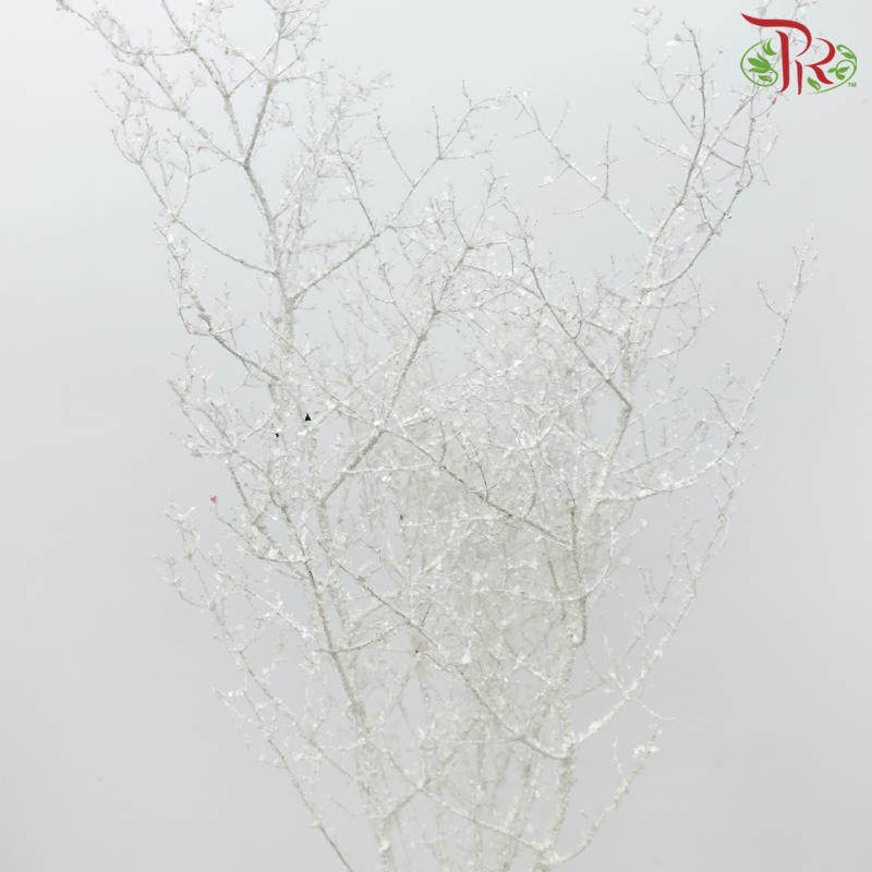 Asparagus Leaf Dyed - Ice Silver (Per Bunch) - Pudu Ria Florist