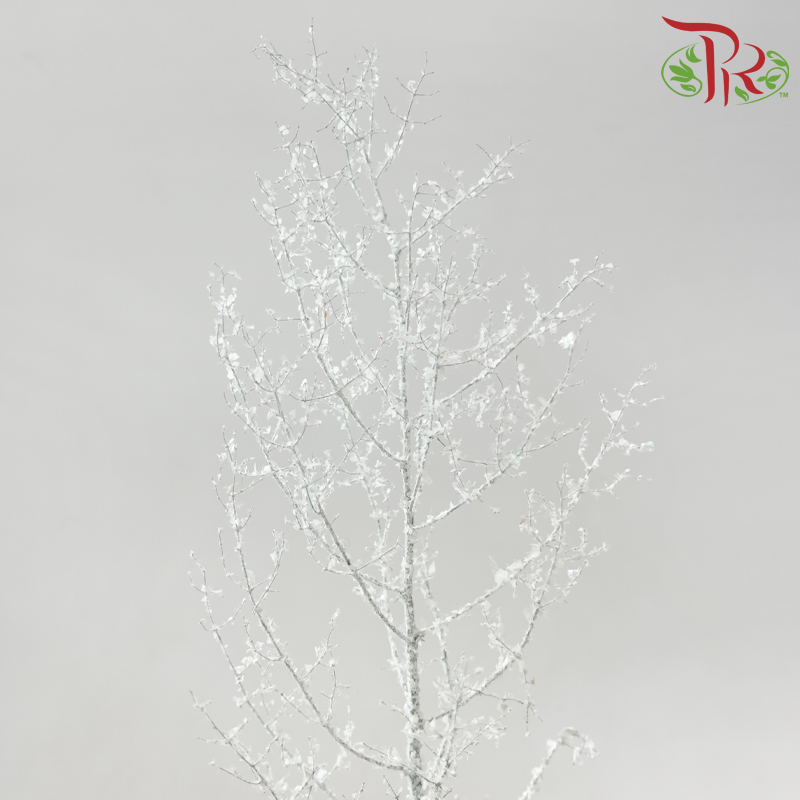 Asparagus Myriocladus with Glitter