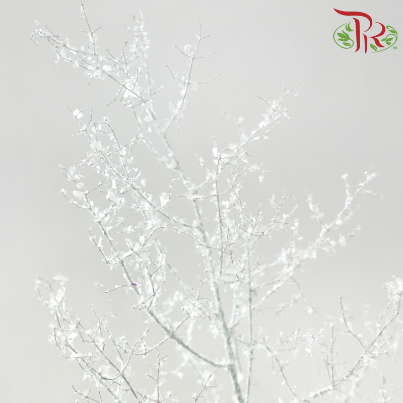 Asparagus Myriocladus with Glitter