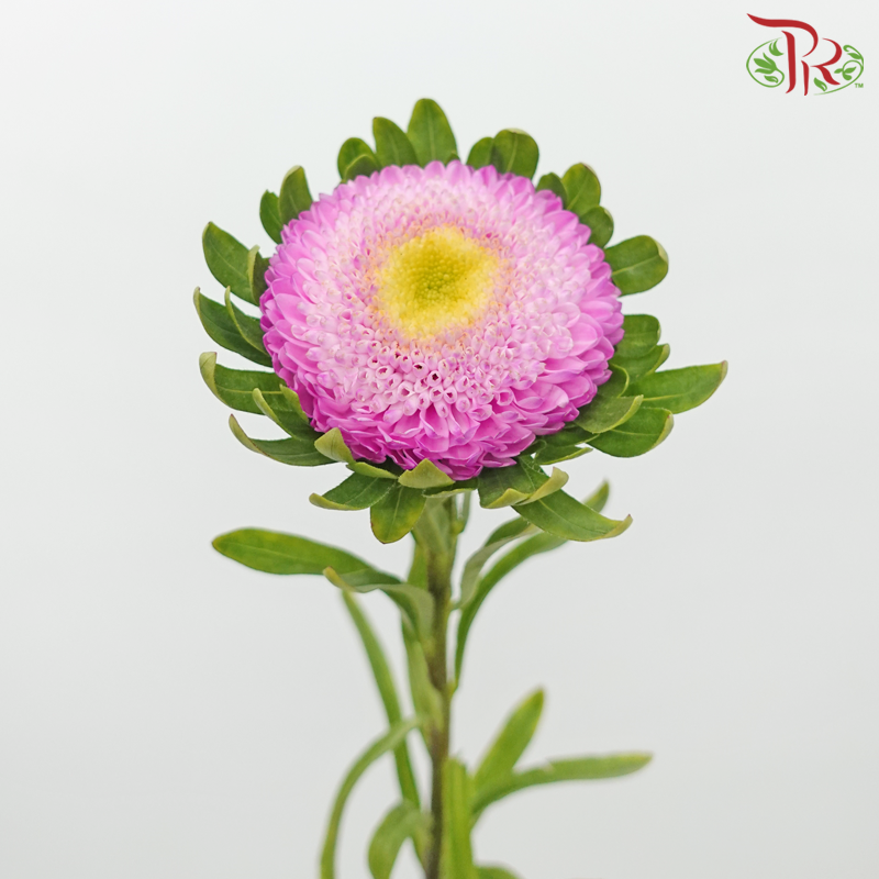 Aster - Pink (10 Stems) - Pudu Ria Florist